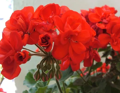 Esempio di un fiore di geranio. Fonte: www.theblazonedpress.it