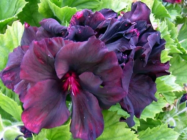 Pelargonium attaccato da parassita. Fonte: www.soccorsoverde.files.wordpress.com.