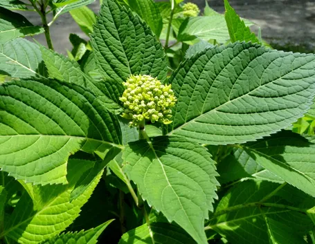Malattie ortensie 