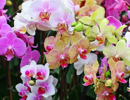 Malattie delle orchidee 