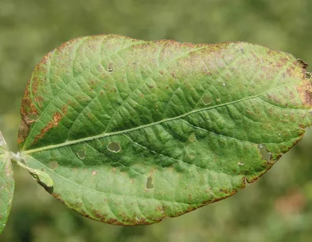 Striature scure sulle foglie