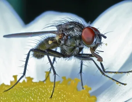 mosca del cavolo 