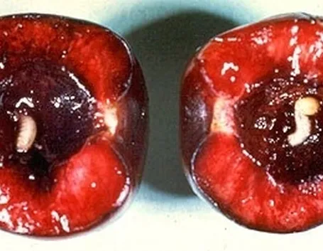 larva interna 