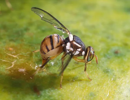 Bactrocera oleae