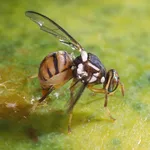 Bactrocera oleae