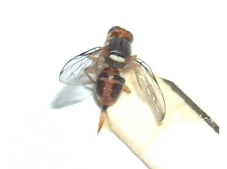 La mosca ingrandita