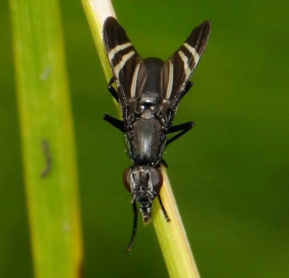 mosca nera