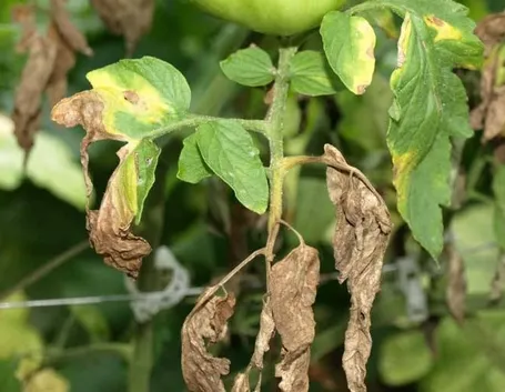 malattia piante