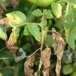 malattia piante