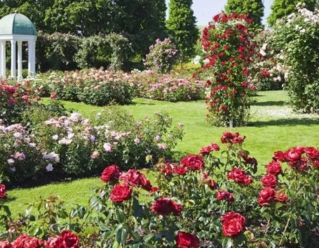 Variopinto roseto