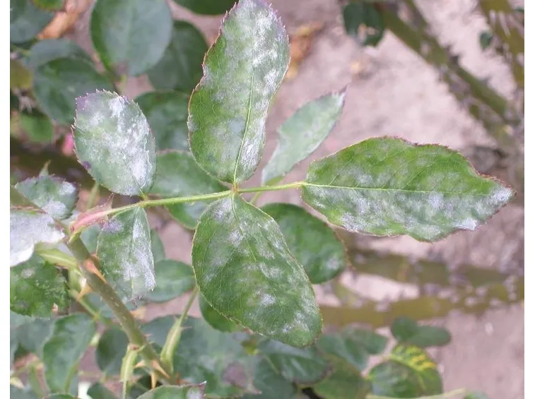Foglie colpite da Oidio