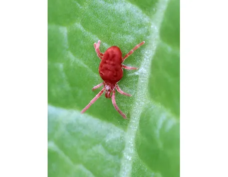 Ragnetto rosso 