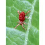 Ragnetto rosso 