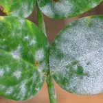 foglie colpite 