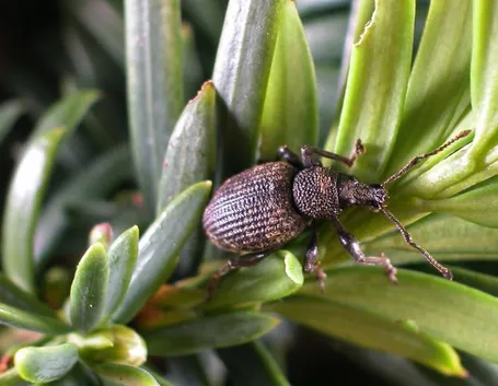 oziorrinco