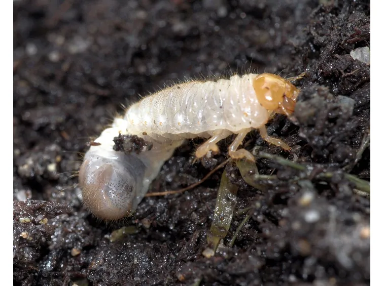 Heterorhabditis bacteriophora