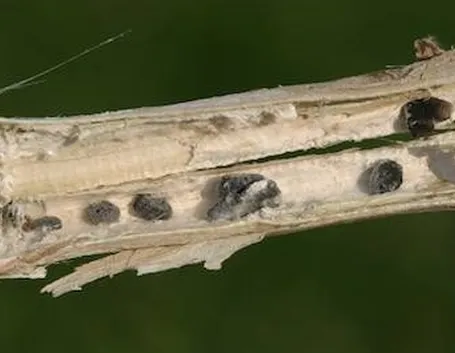 Sclerotinia 