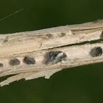 Sclerotinia 