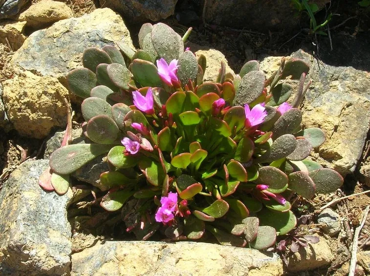 giardino roccioso