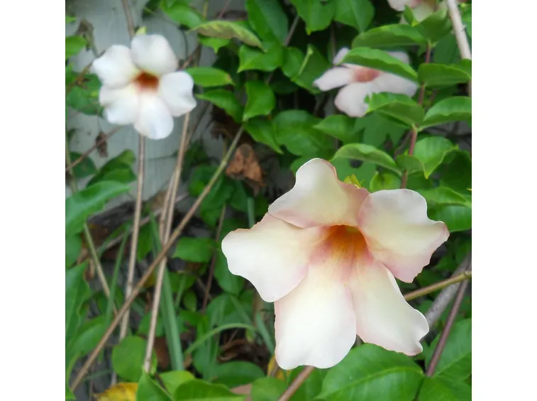 Fiori da giardino