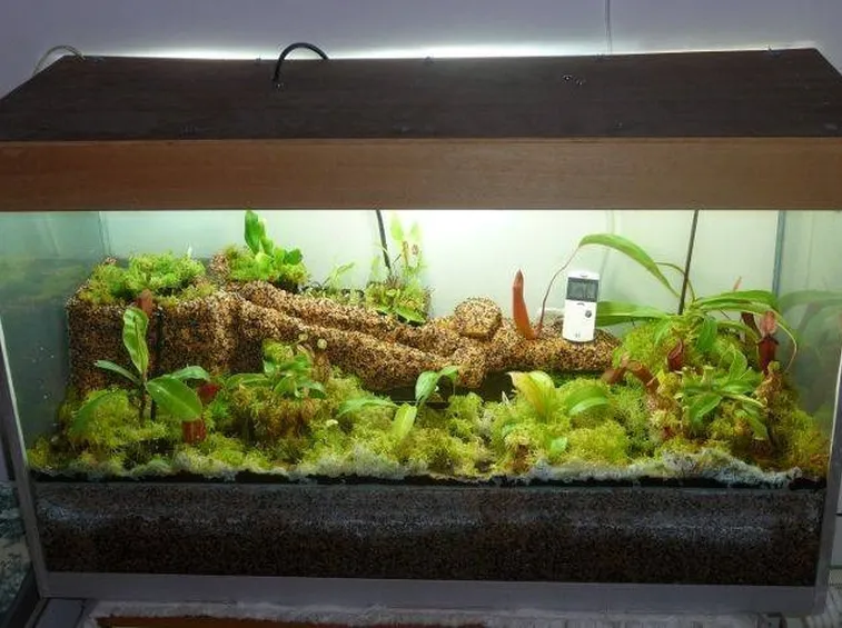 terrarium