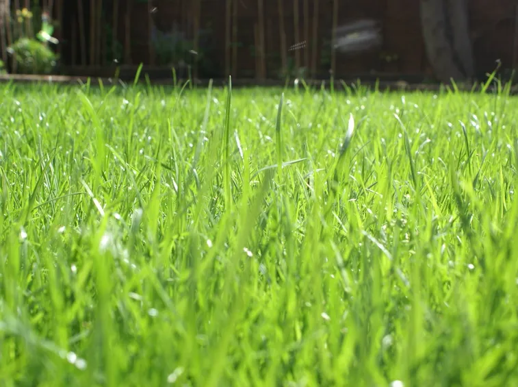Giardino di casa