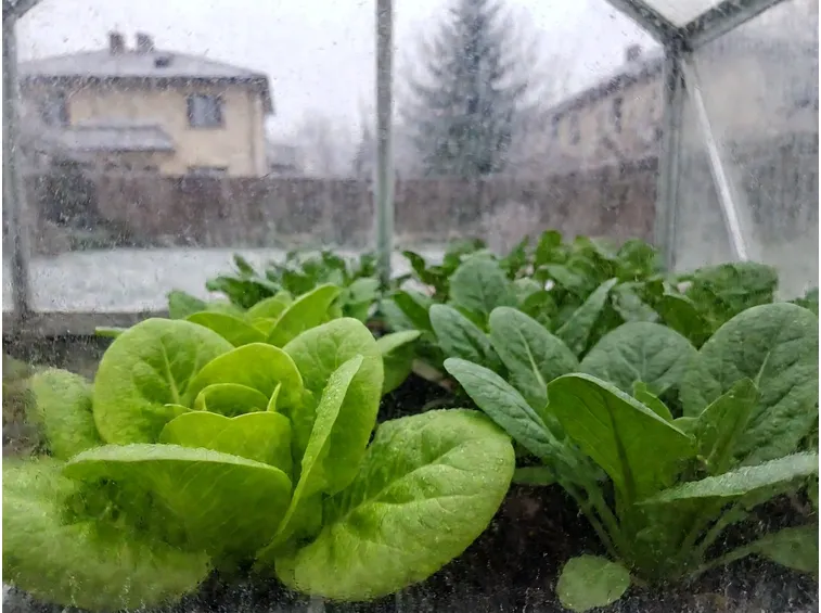 Insalate, spinaci e altre foglie che reggono il freddo