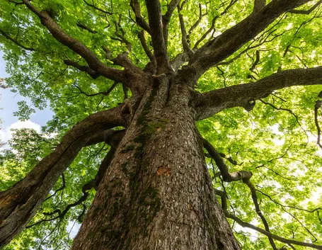Gli Alberi