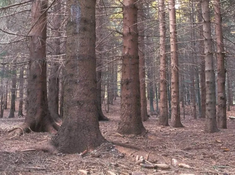 Alberi di abete rosso