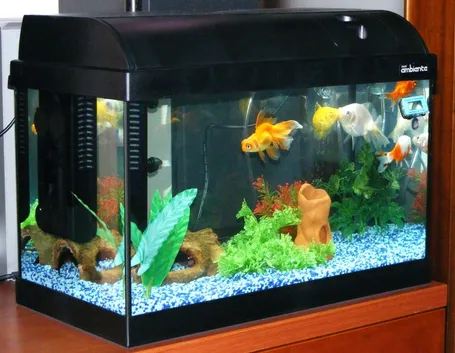Esempio di acquario da casa