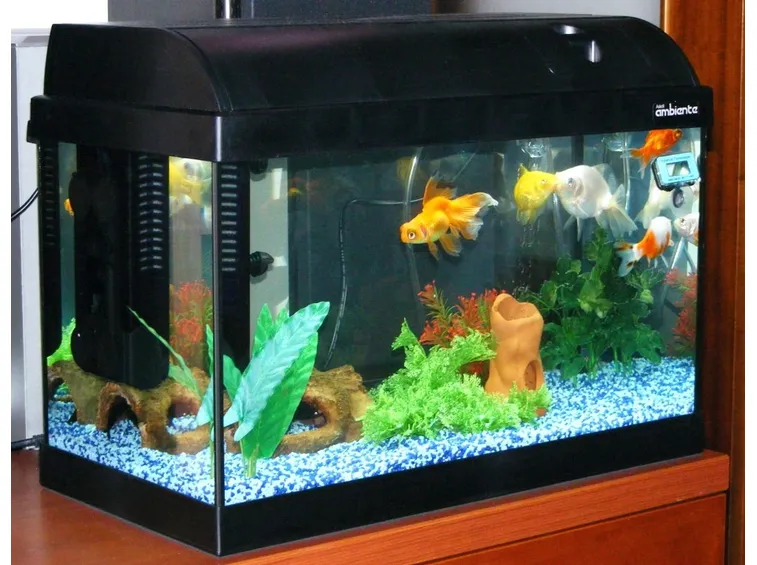 Esempio di acquario da casa