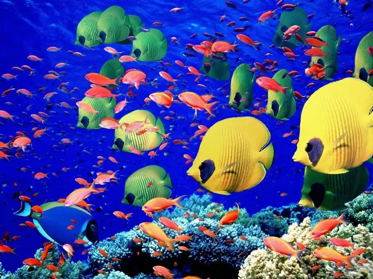Pesci tropicali da acquario