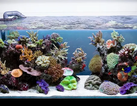 acquario1