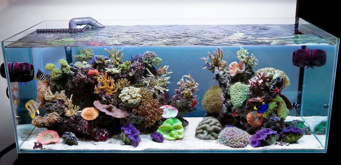 acquario1