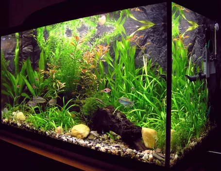Esempio di acquario
