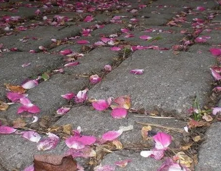 Pavimentazione di un giardino in pietra