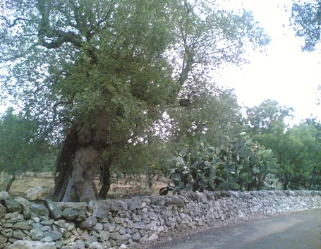 Muro ecologico a secco