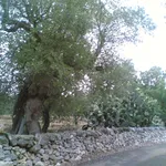 Muro ecologico a secco