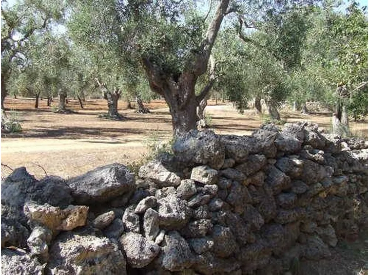 Dettaglio muro ecologico