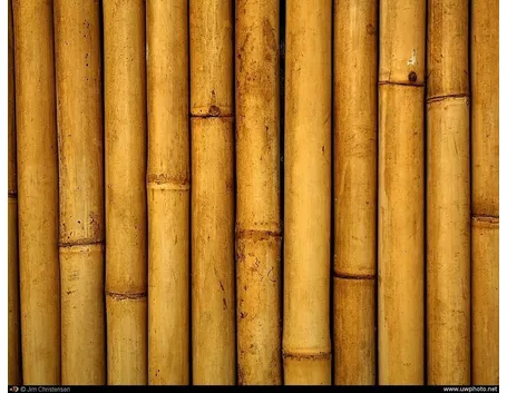 Il bamboo: un legno acquatico che si presta a molti usi