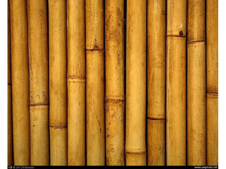 Il bamboo: un legno acquatico che si presta a molti usi