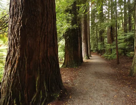 Il legno proveniente dagli alberi
