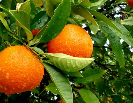 Nel Frutteto