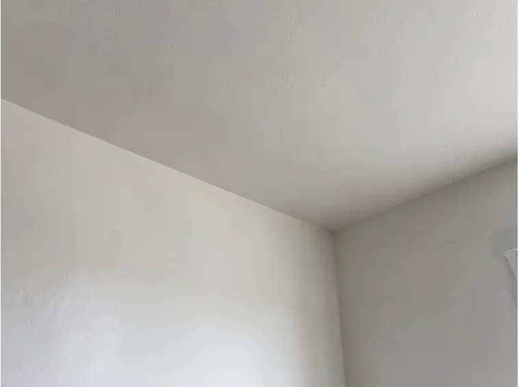 pittura antimuffa