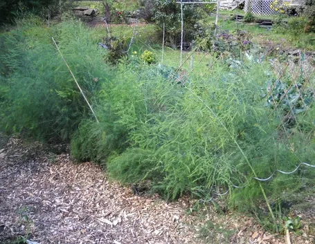 Piante di asparagi in orto