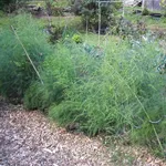 Piante di asparagi in orto