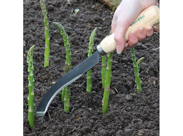 Raccolta degli asparagi
