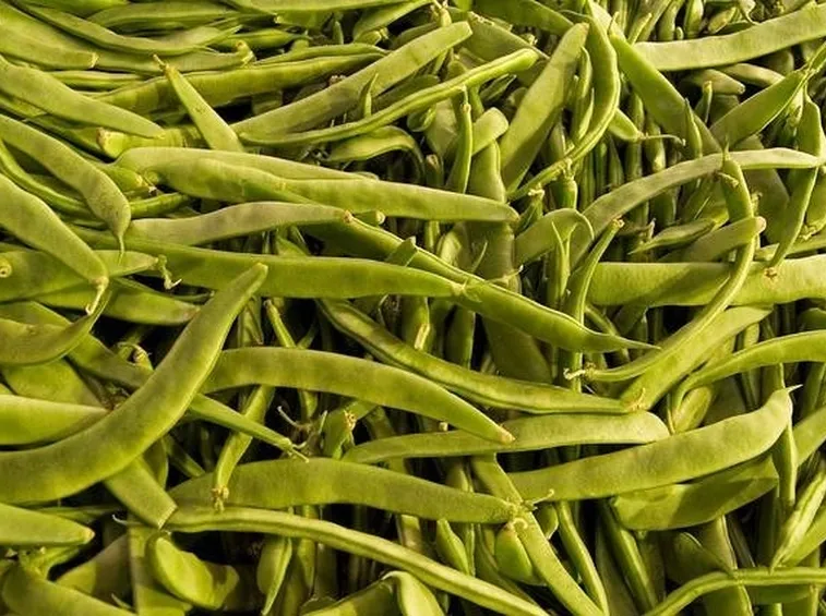 Fagiolini verdi