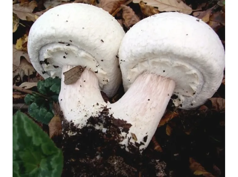 champignon 