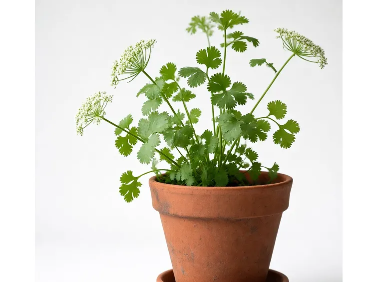 coriandolo in vaso